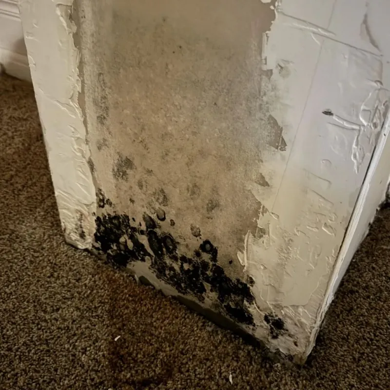 Professional Mold Removal in Laurel Hill, VA